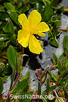 Grossblütiges Sonnenröschen (Helianthemum grandiflorum) (C165774) Grossblütiges Sonnenröschen (Helianthemum grandiflorum) (C165774)