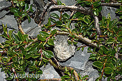 Stumpfblättrige Weide (Salix retusa) (C165780)