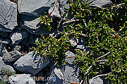Stumpfblättrige Weide (Salix retusa) (C165782)
