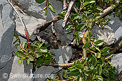 Stumpfblättrige Weide (Salix retusa) (C165786)