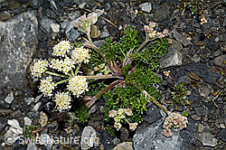 Augenwurz (Athamanta cretensis) (23.06.2020, C165791)