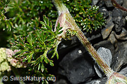 Augenwurz (Athamanta cretensis) (C165796) Augenwurz (Athamanta cretensis) (C165796)