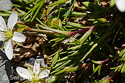 Frühlings-Miere (Minuartia verna) (C166050) Frühlings-Miere (Minuartia verna) (C166050)