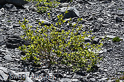 Foto: Sal-Weide (Salix caprea)