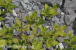 Foto: Sal-Weide (Salix caprea)