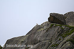 C166552: Gämse (Rupicapra rupicapra) auf Felsvorsprung
