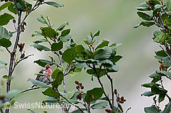 Photo: Acanthis flammea