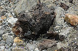 C166675: Holzfund Nr. 1 am Unteraargletscher