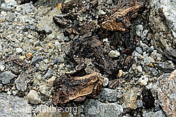 C166677: Holzfund Nr. 1 am Unteraargletscher