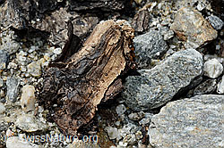 C166681: Holzfund Nr. 1 am Unteraargletscher