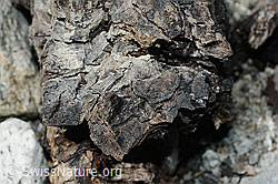 C166686: Holzfund Nr. 1 am Unteraargletscher