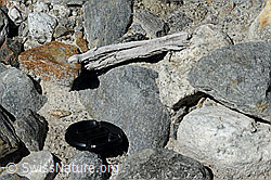 C166736: Holzfund Nr. 2 am Unteraargletscher