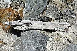 C166738: Holzfund Nr. 2 am Unteraargletscher