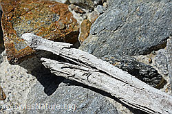 C166743: Holzfund Nr. 2 am Unteraargletscher