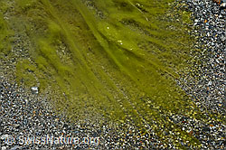 Algen in Tümpel im Gletschervorfeld (07.2020, C166806) Algen in Tümpel im Gletschervorfeld (07.2020, C166806)