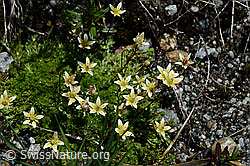 Moosartiger Steinbrech (Saxifraga bryoides) (C166819) Moosartiger Steinbrech (Saxifraga bryoides) (C166819)