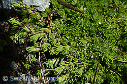 Moosartiger Steinbrech (Saxifraga bryoides) (C166820) Moosartiger Steinbrech (Saxifraga bryoides) (C166820)