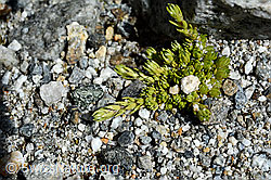 Moosartiger Steinbrech (Saxifraga bryoides) (C166836) Moosartiger Steinbrech (Saxifraga bryoides) (C166836)