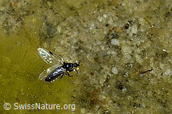 Haarmücke (07.2020, C166841)