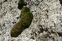Kaktusmoos (Campylopus introflexus) (C166863) Kaktusmoos (Campylopus introflexus) (C166863)