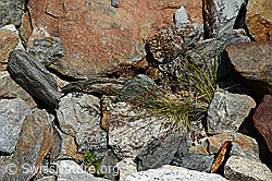 Violetter Schwingel (Festuca violacea) (07.2020, C166902)