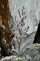 Violetter Schwingel (Festuca violacea) (07.2020, C166903)