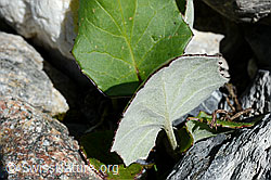 Huflattich (Tussilago farfara) (C168818)