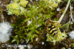Glänzender Silbermantel (Alchemilla nitida)