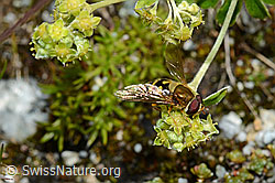 Grosse Schwebfliege (Syrphus ribesii) auf Blüte des glänzenden Silbermantels (Alchemilla nitida) (C169040)