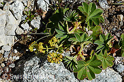 Weichhaariger Frauenmantel  (Alchemilla hybrida) (07.2020, C169050)