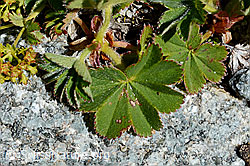 Weichhaariger Frauenmantel  (Alchemilla hybrida) (07.2020, C169051)