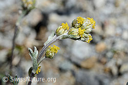 Echte Edelraute (Artemisia umbelliformis) (07.2020, C169086)