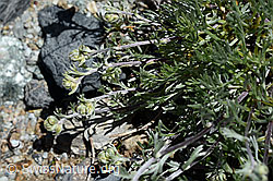 Echte Edelraute (Artemisia umbelliformis) (07.2020, C169087)