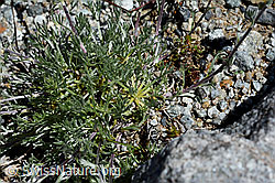 Echte Edelraute (Artemisia umbelliformis) (07.2020, C169088)