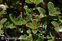 Vielhaariger Thymian (Thymus polytrichus) (C169119) Vielhaariger Thymian (Thymus polytrichus) (C169119)