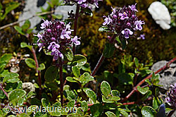 Vielhaariger Thymian (Thymus polytrichus) (C169120) Vielhaariger Thymian (Thymus polytrichus) (C169120)