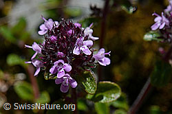 Vielhaariger Thymian (Thymus polytrichus) (C169121) Vielhaariger Thymian (Thymus polytrichus) (C169121)