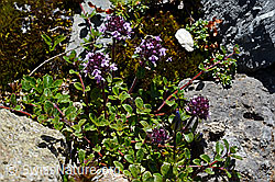 Vielhaariger Thymian (Thymus polytrichus) (C169122) Vielhaariger Thymian (Thymus polytrichus) (C169122)