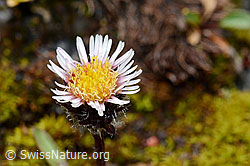 Einköpfiges Berufkraut (Erigeron uniflorus) (C169130)