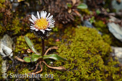 Einköpfiges Berufkraut (Erigeron uniflorus) (C169132)
