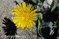 Grauzottiges Habichtskraut (Hieracium piliferum) (07.2020, C169143)
