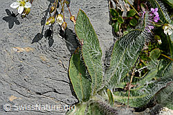 Grauzottiges Habichtskraut (Hieracium piliferum) (07.2020, C169144)