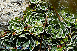 Saxifraga paniculata (C169148)