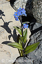 Alpen-Vergissmeinnicht (Myosotis alpestris) (07.2020, C169151)