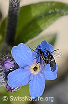 Elegante, kleine Fliegen (ev. Rhamphomyia lamellata) während Paarung (C169161) Elegante, kleine Fliegen (ev. Rhamphomyia lamellata) während Paarung (C169161)