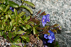 Felsen-Ehrenpreis (Veronica fruticans) (07.2020, C169167)