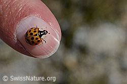 Asiatischer Marienkäfer (Harmonia axyridis) (07.2020, C169204)