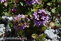 Vielhaariger Thymian (Thymus polytrichus)