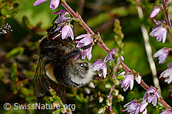 Hellgelbe Erdhummel (Bombus lucorum) an Besenheide (Calluna vulgaris) (C169505)