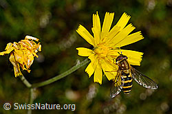 Syrphus ribesii (C169507)